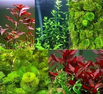 Live Aquarium Plants Bundle - Bacopa, Ludwigia Repens, Cabomba Caroliniana - Aquarium Plants Live for Freshwater Tanks - Enhance Aquatic Beauty and Health - Canton Aquatics