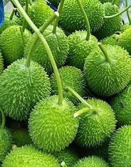 Hybrid F1 Kantola Seeds, Organic kakrol kantola Vegetable Seeds planting for home garden and farming, Pack of 11