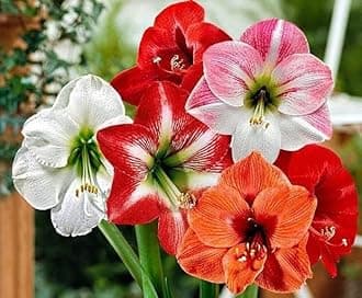 Amaryllis Lily Flower Bulbs (Pack of 1 Bulbs)