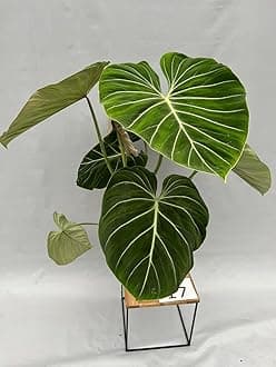 LITTLE JUNGLE Philodendron Gloriosum - Healthy Live Plant with White Pot, Air Purifying Plant, live plants with pots, indoor plants with pots for home