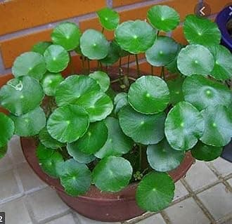 Water Pennywort/Dollar Plant (Healthy Live Plant)