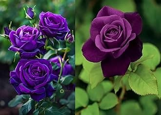 Grafted Purple roses Best Multicolor flower plant Climbing Rose Plant Perennial Hybrid - 1 Healthy Live Decorative Flowering Plant'in Nursery Grow Bag for Home Garden (Malticolur)