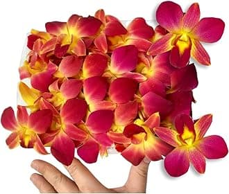 Miami Fresh Orchid Flower OrchidClub USA Sunne Tropical Loose Bloom DIY Lei Food Drink Decoration (50 YELLOW)