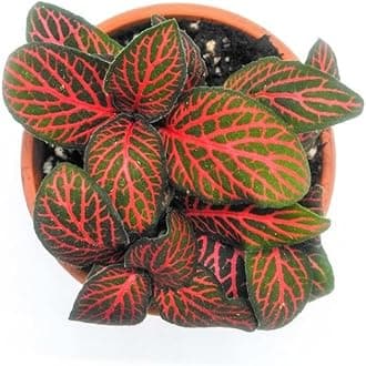 OhhSome Fittonia Mini (With Pot) - Any Colour Indoor Plant Live Plant For Home Decoration Healthy Live (Healthy Live Plant)