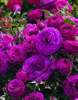 Purple Climbing Rose Live Plant, 6 Months Old Starter, Fragrant Purple Climbing Roses for Planting Outdoor, No Pot