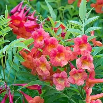 Ripee Tecoma/Tikoma Trumpet Vine Trumpet creeper Red Flower Hybrid - 1 Healthy Live Decorative Flowering Plant Indoor Outdoor Plant Air Purifying Plant Indoor House Plants In Small Black Pot