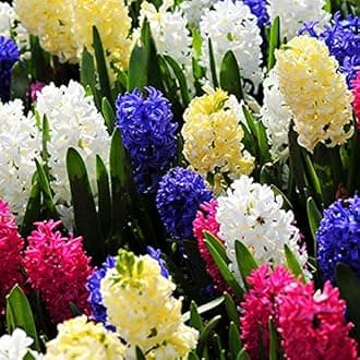 IMP. Hyacinth Flower Bulbs + Daffodil Flower Bulbs Combo Aromatic Flower Bulbs Pack Home Outdoor Gardening Flowers Blooming (1 Set of 6 Hyacinth + 6 Daffodil)