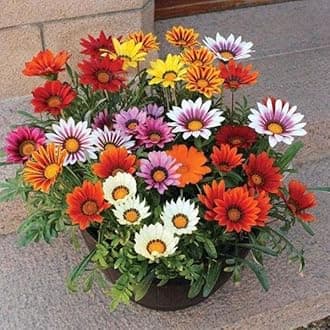 Gazania Mixed Flower Seeds F1 Hybrid Seeds Especially For Summer Season (54+ Seeds in Packet)