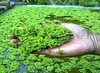 Azolla seeds live plant seeds seed pack of 150
