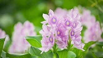 Water Hyacinth (Eichhornia crassipes) | Floating Pond Plant | Pond Flower | Koi Pond Plants | Water Plants Live (Pack of 8)