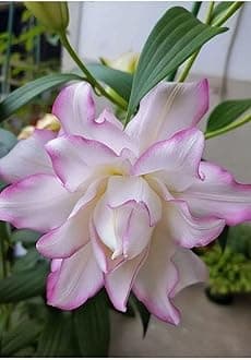 SVG® Oriental lily Double Imported Flower Bulbs All season for Your Home and Gardening Pack 2 bulbs (LITE VIOLET)