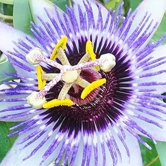 – GardenersDream Passiflora Damsels Delight Plant in Pot - Evergreen Climber with Passion Flowers - Garden Ready Outdoor Plant for Containers, Walls, Trellises and Fences (9cm Pot, 20-30cm)