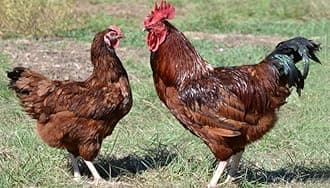 6+ Rhode Island Red Chicken Hatching Eggs by Fox Peak Outdoor Supply LLC.
