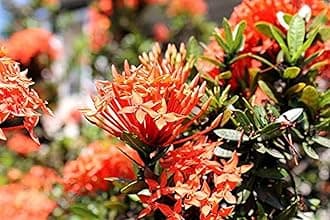 OhhSome Live Plant for Home Ixora Red Rugmini Ornamental Plant Plants Beautiful Garden Plant(1 Healthy Live Plant)