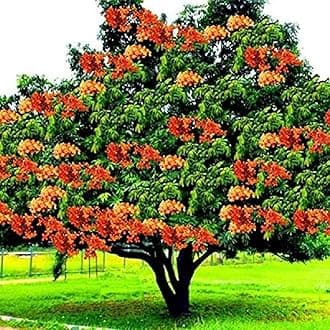 Ohhsome Sita Ashok Ashoka Ashopalava Asokamu Saraca Asoca Sapling Plant. Herbal Plant Sita_Ashoka (Healthy Live Plant)