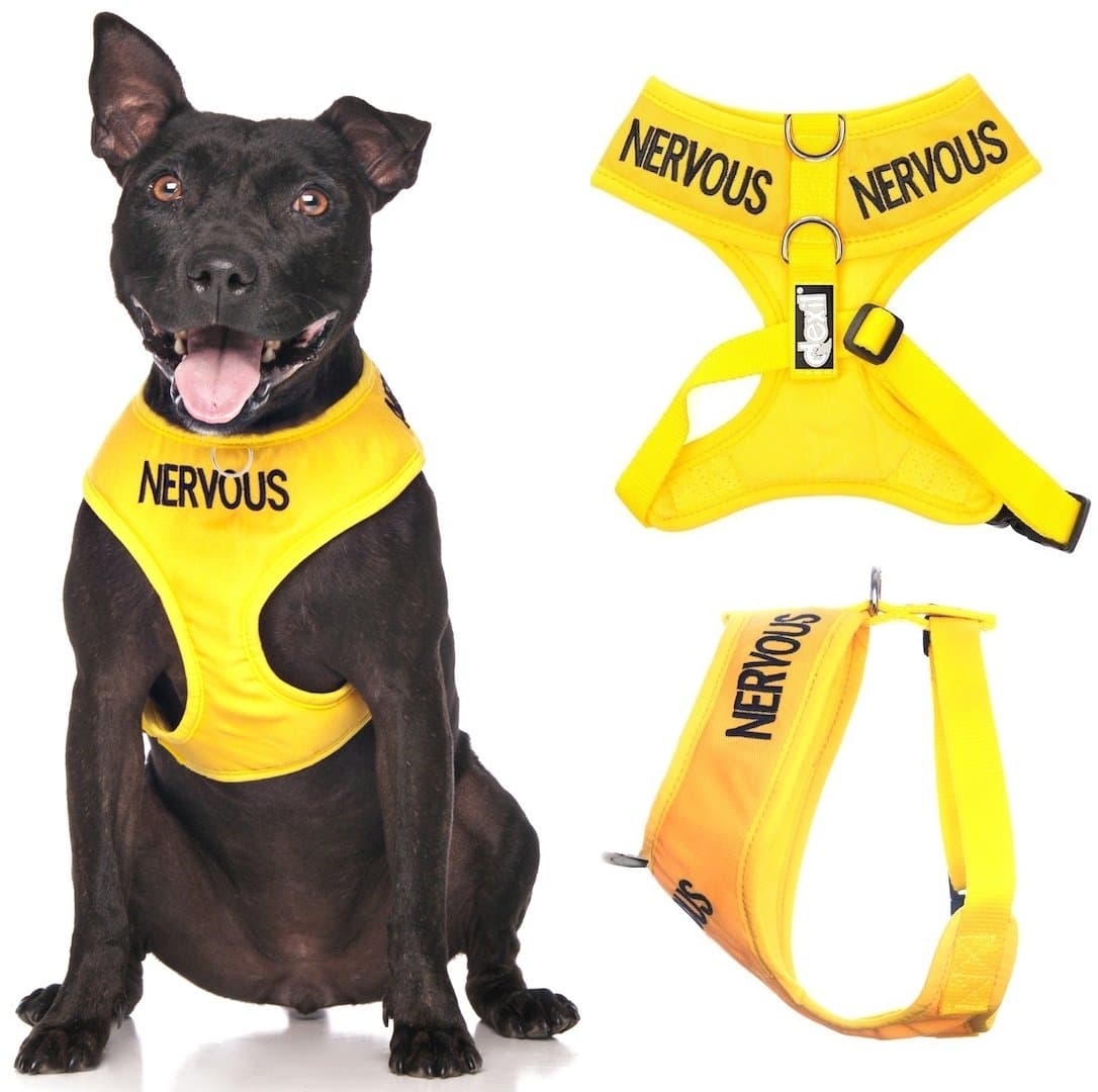 Dexil NERVOUS (Give Me Space) Yellow Colour Coded Non-Pull Front and Back D Ring Padded and Waterproof Vest Dog Harness PREVENTS Accidents By Warning Others Of Your Dog In Advance (M)