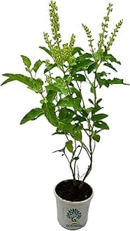 Live Tulsi Plant (Holy Basil) with White Plastic Pot – Sacred, Medicinal, Air-Purifying Plant for Home, Office, Pooja, Indoor & Outdoor Gardening – Rama Tulsi, Krishna Tulsi