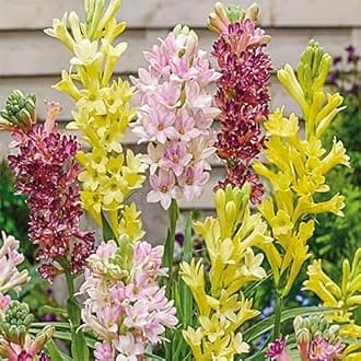 Tuberose plant bulb different colour fragrance double petal all season hybrid Pack of 6