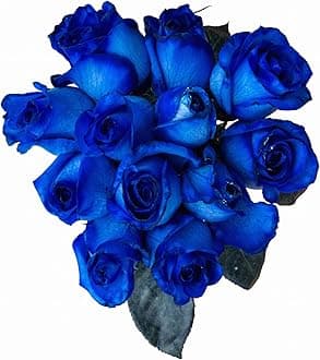 36 Stems - Fresh Cut Blue Roses from Flower Explosion