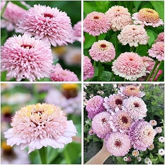 50+Seeds Perennial Zinderella Lilac Flower for Planting Outdoor-Non-GMO Heirloom Zinnia Elegans Growing in Garden Home