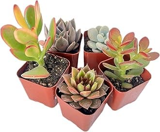 Sprout N Green5 Pack Assorted Succulents Plants Live, Including Jade Succulents, Rare Home Plants for Indoor House Home Garden Wedding Decor Party Favor