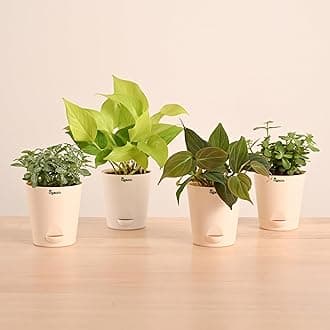 Ugaoo Live Plants Combo of 4 - Money Plant Golden, Fittonia, Jade, Philodendron Micans - Indoor Plant for Living Room Decor | Home Decore | Self Watering Planter