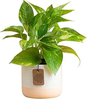 Costa Farms Pothos Plant, Devil's Ivy in Decorative Pot, Easy to Maintain, Air Purifying Indoor Houseplant, Trellis, Shelf, Room, or Office Decor, House Warming Gift, 8-12 Inches Tall
