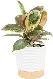 Costa Farms Ficus Tineke Live Plant in Decorative Pot, Indoor Houseplant, Perfect for Home, Room, or Office Decor, Great House Warming or Birthday Gift, 12-18 Inches Tall