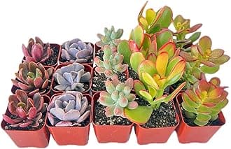Sprout N Green15 Pack Assorted Succulents Plants Live, Including Jade Succulents, Rare Home Plants for Indoor House Home Garden Wedding Decor Party Favor