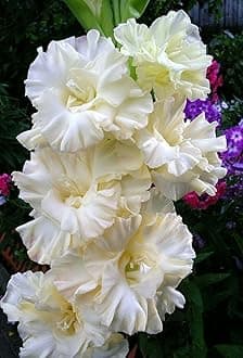 Gladiolus Flower Bulbs All session Imported Vearty for Home and Gardening Pack of 5 bulbs (WHITE)