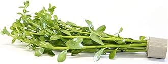 Lincolnshire Pond Plants Ltd Bacopa monniera - Tropical Aquarium Plants - Oxygenating Plant Aquarium, Fish Tank, Live Plants for aquascaping, Tropical Aquatic Plants.