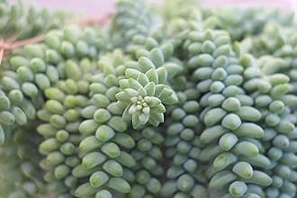 PlantaZee Succulent Live Plant Donkey's Tail Decorative Plants for Balcony Architectural Plant vastu Plant