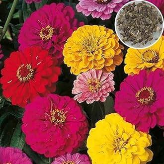 Seedbasket Zinnia Dahlia Flowered Mixed Summer Flower (100 Seeds) – Vibrant Dahlia-Shaped Flowers for Gardens, Borders, and Cut Flower Gardens, Summer Blooms