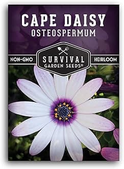 Cape Daisy Seeds for Planting - Osteospermum Ecklonis - White Petals with Purple Eyes, Long Blooming Annual to Tender Perennial Flower Variety - Survival Garden Seeds (1 Pack)
