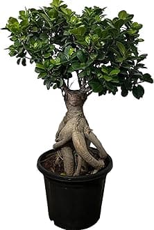 Garden Art Ficus Bonsai Live Healthy Indoor, Outdoor Plant (Large)