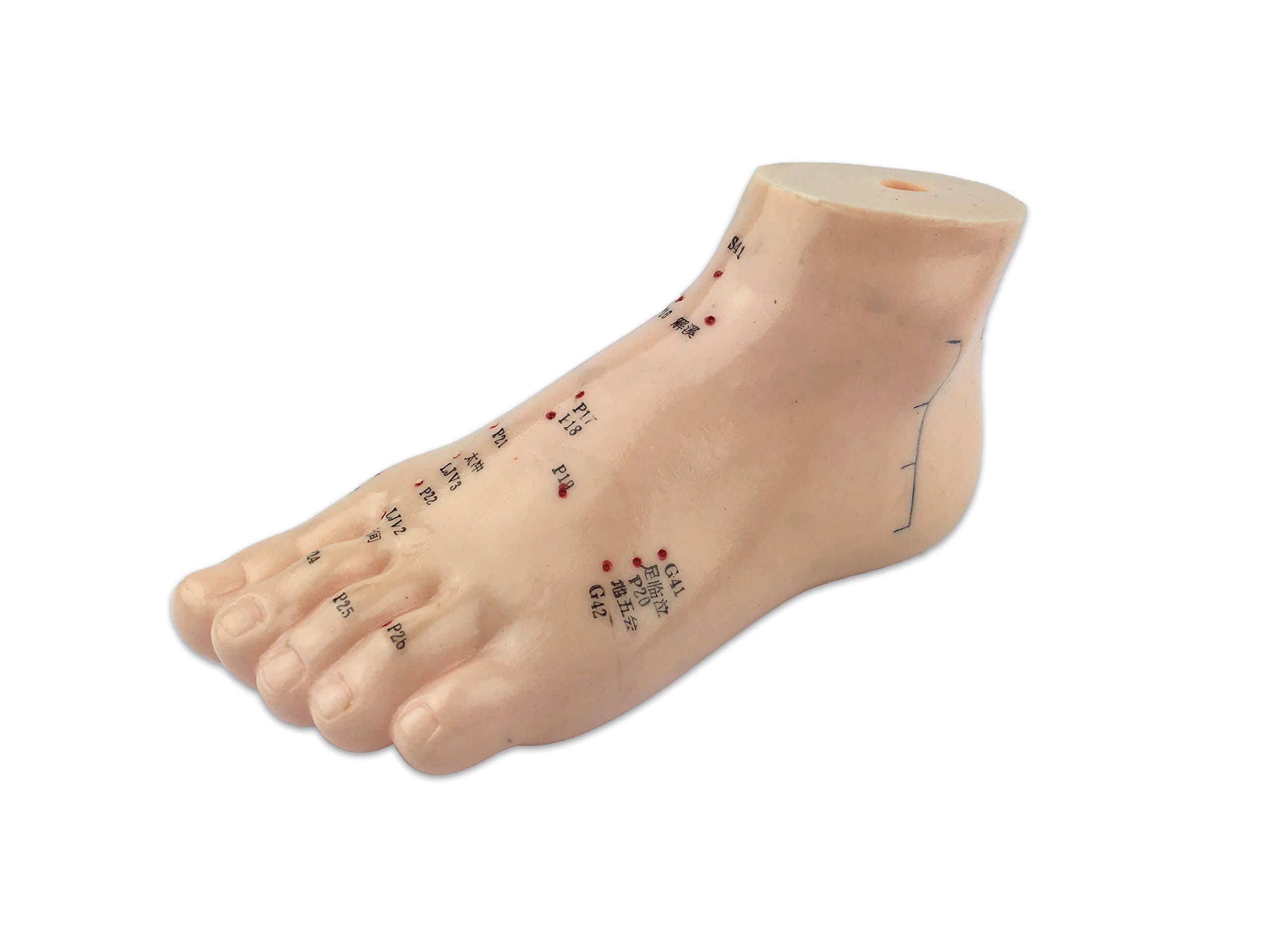 Human Foot Model with Acupuncture Points