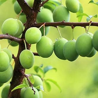 Green Apricot Plant – Delicious Homegrown Apricots, Ideal for Gardens and Containers