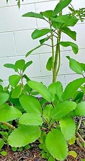 Kalanchoe Pinnata, Life Plant, Goethe, Miracle Leaf Rooted