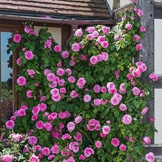 Charming Gronhus Live Flora Varieties Red Climbing Rose Live Flower Plant with Pot Vertical Vining Trellis Everblooming Support Structures Climbers for Home and Gardening Pack of 1