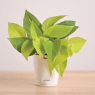 Ugaoo Golden Money Plant Indoor With Self Watering Pot