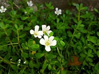 Brahmi Herbal & Medicinal Plant Live (12-18 Strings) | Bacopa Monnieri | Brammi Ayurvedic Plant | Brambhi Non-Aromatic Herb Plant