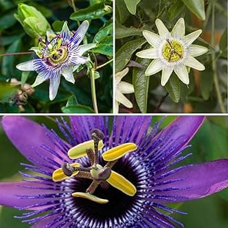 Passion Flower - Set of 3