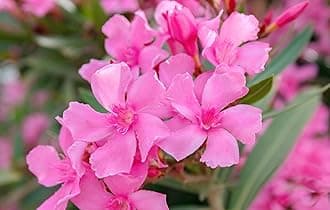 Rare Oleander Flower Plant Kaneer, Dwarf White Arali,Nerium oleander (Pack Of 1 Healthy Live Plant)