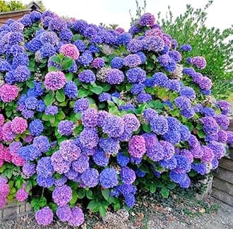 150+ Perennial Mixed Color Hydrangea Seeds for Planting- Non-GMO Heirloom Seeds Flower Plant Wedding Outdoor Garden