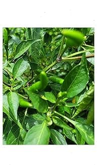 100 Green Cayenne Chilli Pepper Seeds – High-Yield Heirloom Hot Pepper Seeds for Outdoor & Greenhouse – Perfect for Home Gardeners