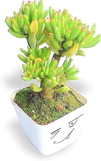 Live Succulent Plant Gollum Jade, Finger Jade