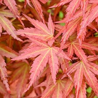Acer palmatum Wilson's Pink Dwarf - Japanese Maple Tree | Large Outdoor Garden Ready Plant in Pot (80-100cm Incl. Pot)