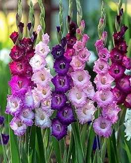 Gladiolus Flower Bulbs All session Imported Vearty for Home and Gardening Pack of 5 bulbs (MIXEDCOLOR)