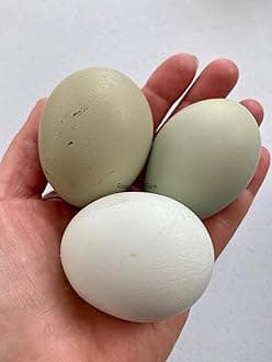 Colors ONLY - 6 Chicken Fertile Hatching Eggs - Shipped in Foam from Free Range Birds