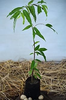 PlantaZee Ashoka Plant Tree for gardning